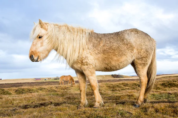 Islandshästar Vackra Islandshästar Island Gruppen Islandshästar Som Står Fältet Med — Stockfoto