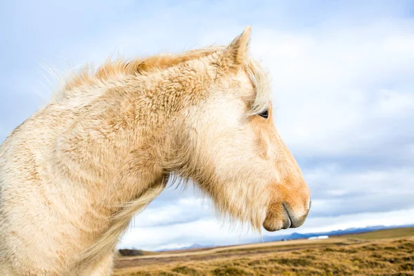 Islandshästar Vackra Islandshästar Island Gruppen Islandshästar Som Står Fältet Med — Stockfoto