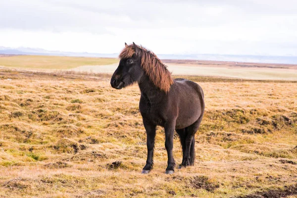 Islandpferde Schöne Islandpferde Island Gruppe Islandpferde Auf Dem Feld Mit — Stockfoto