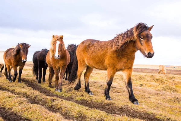 Islandshästar Vackra Islandshästar Island Gruppen Islandshästar Som Står Fältet Med — Stockfoto