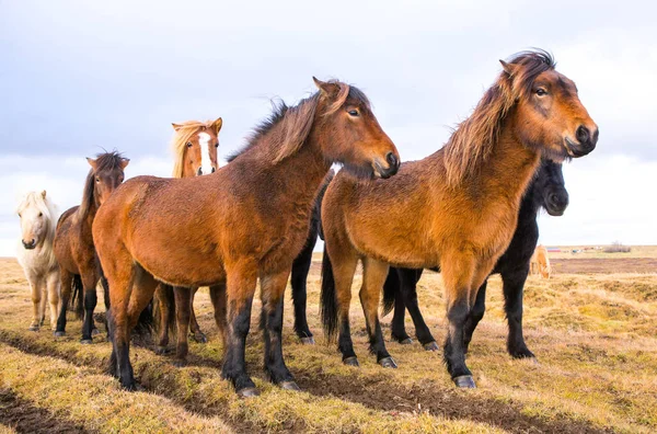アイスランドの馬 アイスランドの美しいアイスランドの馬 山を背景にフィールドに立っているアイスランドの馬のグループ — ストック写真