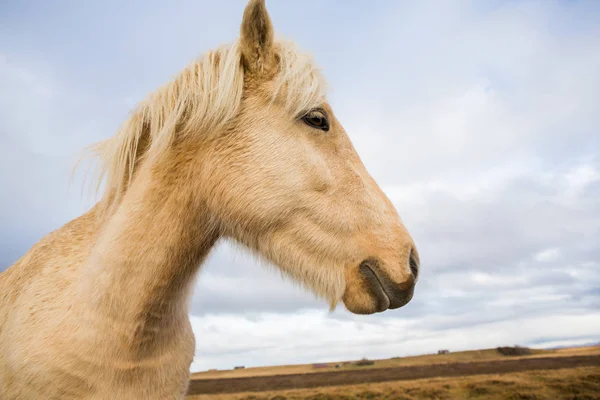 Cavalos Islandeses Belos Cavalos Islandeses Islândia Grupo Cavalos Islandeses Campo — Fotografia de Stock