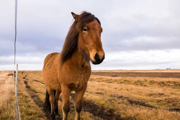 Islandpferde Schöne Islandpferde Island Gruppe Islandpferde Auf Dem Feld Mit — Stockfoto