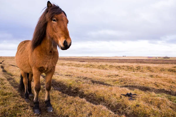 Islandshästar Vackra Islandshästar Island Gruppen Islandshästar Som Står Fältet Med — Stockfoto