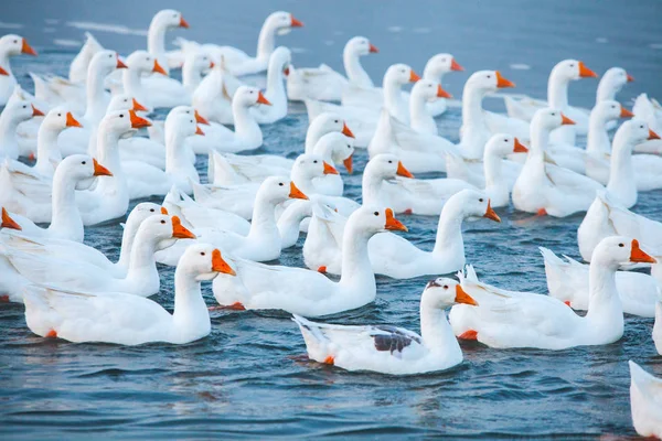 Ganso Branco Gansos Nadadores Gansos Domésticos Nadam Lagoa Rebanho Gansos — Fotografia de Stock