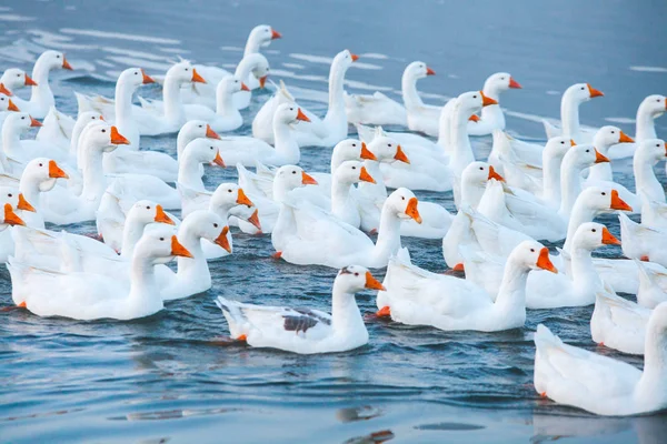 Oie Blanche Oies Nageuses Les Oies Domestiques Nagent Dans Étang — Photo