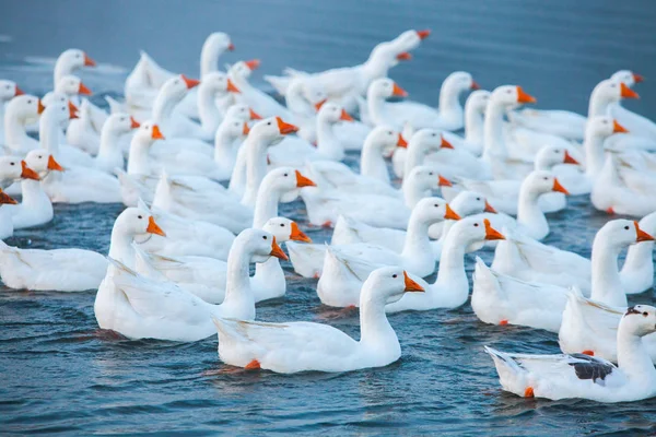 Ganso Branco Gansos Nadadores Gansos Domésticos Nadam Lagoa Rebanho Gansos — Fotografia de Stock