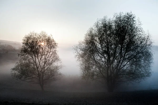 雾蒙蒙的早晨夏天的风景与一排排的树木 在森林里的雾蒙蒙的早晨 美丽的自然狂野的风景 — 图库照片