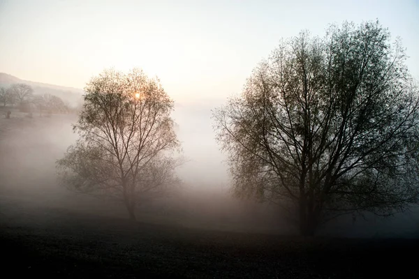 Ομίχλη Πρωί Καλοκαίρι Τοπίο Σειρά Των Δέντρων Misty Πρωί Στο — Φωτογραφία Αρχείου