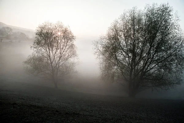 Paesaggio Estivo Mattutino Appannato Con Fila Alberi Mattina Nebbiosa Nella — Foto Stock