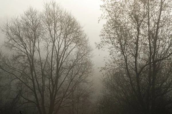 Niebla Mañana Verano Paisaje Con Hilera Árboles Mañana Brumosa Bosque — Foto de Stock