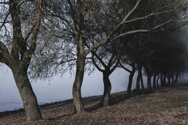 Paesaggio Estivo Mattutino Appannato Con Fila Alberi Mattina Nebbiosa Nella — Foto Stock