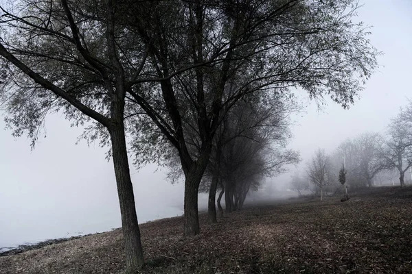 Paesaggio Estivo Mattutino Appannato Con Fila Alberi Mattina Nebbiosa Nella — Foto Stock