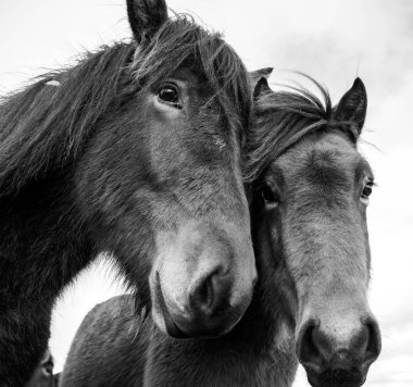 İzlanda'daki dramatik manzara. Doğa kavramı arka plan güzelliği. Siyah beyaz etkileyici sonbahar panorama. Güzel manzara.