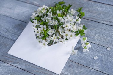 Bahar kiraz çiçeği mavi rustik ahşap masa üzerinde beyaz. Bahar çiçekleri ile antika arka plan üzerinde textlove arka plan için yerleştirin. Bahar çiçekleri ile açılan zarf 
