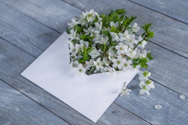 Bahar kiraz çiçeği mavi rustik ahşap masa üzerinde beyaz. Bahar çiçekleri ile antika arka plan üzerinde textlove arka plan için yerleştirin. Bahar çiçekleri ile açılan zarf 