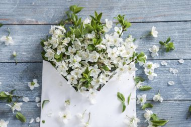 Bahar kiraz çiçeği mavi rustik ahşap masa üzerinde beyaz. Bahar çiçekleri ile antika arka plan üzerinde textlove arka plan için yerleştirin. Bahar çiçekleri ile açılan zarf 