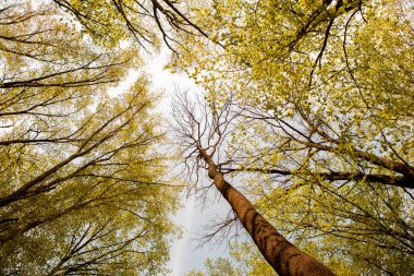 Orman ağaçları. Doğa yeşil ahşap güneş ışığı arka planlar. Uzun yaşlı ağaçların alt görünümü. Ağaçların tepesi.