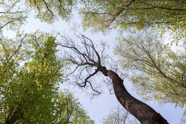Orman ağaçları. Doğa yeşil ahşap güneş ışığı arka planlar. Uzun yaşlı ağaçların alt görünümü. Ağaçların tepesi.