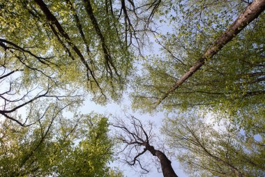 Orman ağaçları. Doğa yeşil ahşap güneş ışığı arka planlar. Uzun yaşlı ağaçların alt görünümü. Ağaçların tepesi.