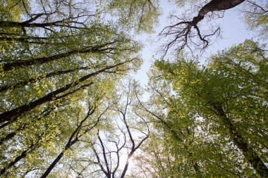 Orman ağaçları. Doğa yeşil ahşap güneş ışığı arka planlar. Uzun yaşlı ağaçların alt görünümü. Ağaçların tepesi.