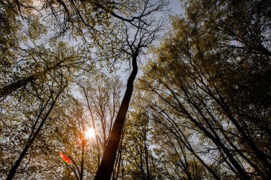 Orman ağaçları. Doğa yeşil ahşap güneş ışığı arka planlar. Uzun yaşlı ağaçların alt görünümü. Ağaçların tepesi.