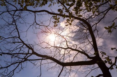 Orman ağaçları. Doğa yeşil ahşap güneş ışığı arka planlar. Uzun yaşlı ağaçların alt görünümü. Ağaçların tepesi.