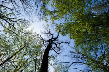 Orman ağaçları. Doğa yeşil ahşap güneş ışığı arka planlar. Uzun yaşlı ağaçların alt görünümü. Ağaçların tepesi.