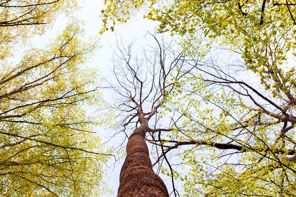 Bos Bomen Natuur Groen Hout Zonlicht Achtergronden Bodem Zicht Van — Stockfoto