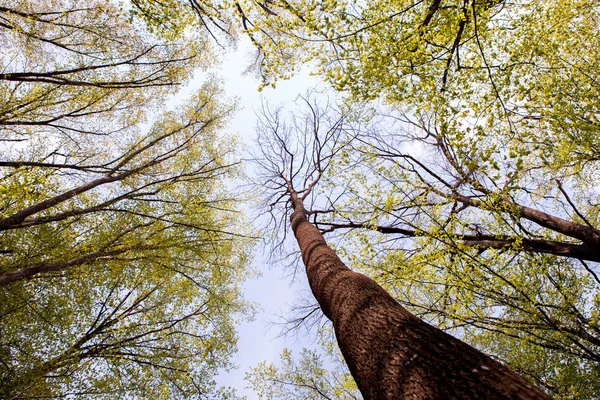 Bos Bomen Natuur Groen Hout Zonlicht Achtergronden Bodem Zicht Van — Stockfoto