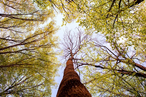 Bos Bomen Natuur Groen Hout Zonlicht Achtergronden Bodem Zicht Van — Stockfoto