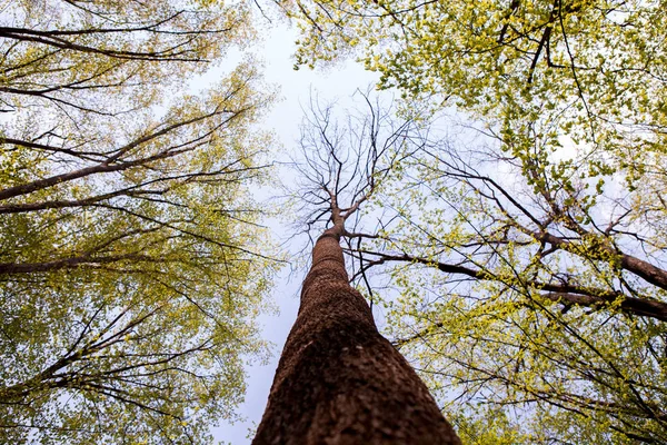 Bos Bomen Natuur Groen Hout Zonlicht Achtergronden Bodem Zicht Van — Stockfoto