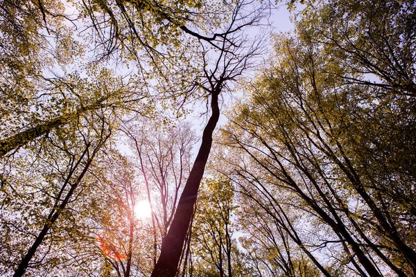 Bos Bomen Natuur Groen Hout Zonlicht Achtergronden Bodem Zicht Van — Stockfoto