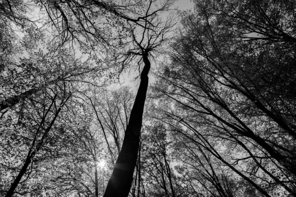 Waldbäume Natur Grünes Holz Sonnenlicht Hintergründe Blick Von Unten Auf — Stockfoto