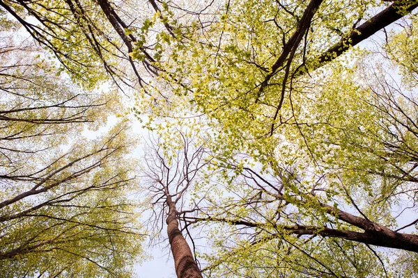 Bos Bomen Natuur Groen Hout Zonlicht Achtergronden Bodem Zicht Van — Stockfoto