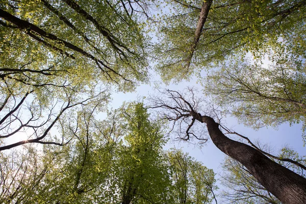 Bos Bomen Natuur Groen Hout Zonlicht Achtergronden Bodem Zicht Van — Stockfoto