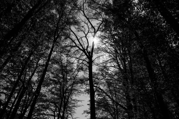 Waldbäume Natur Grünes Holz Sonnenlicht Hintergründe Blick Von Unten Auf — Stockfoto