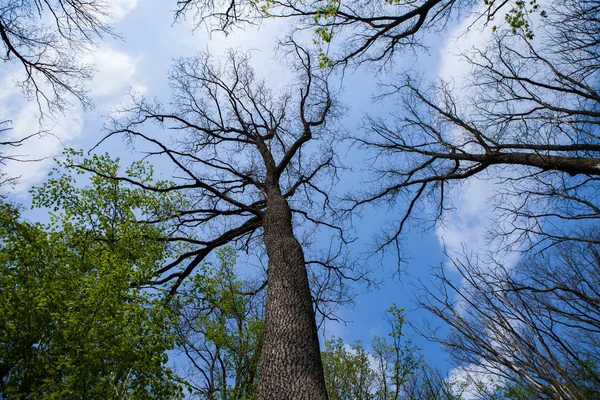 Bos Bomen Natuur Groen Hout Zonlicht Achtergronden Bodem Zicht Van — Stockfoto