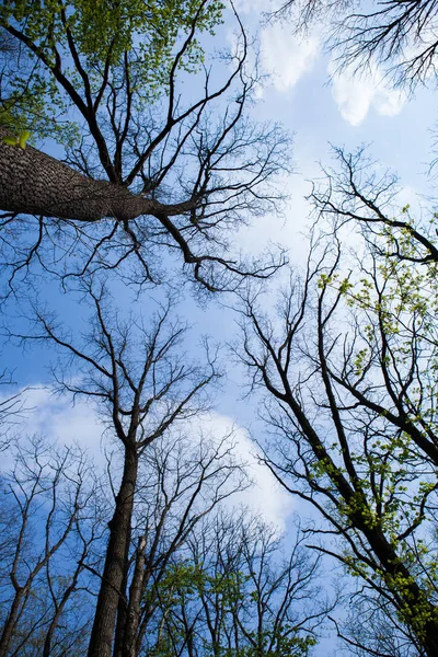 Bos Bomen Natuur Groen Hout Zonlicht Achtergronden Bodem Zicht Van — Stockfoto