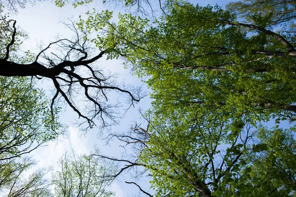 Bos Bomen Natuur Groen Hout Zonlicht Achtergronden Bodem Zicht Van — Stockfoto