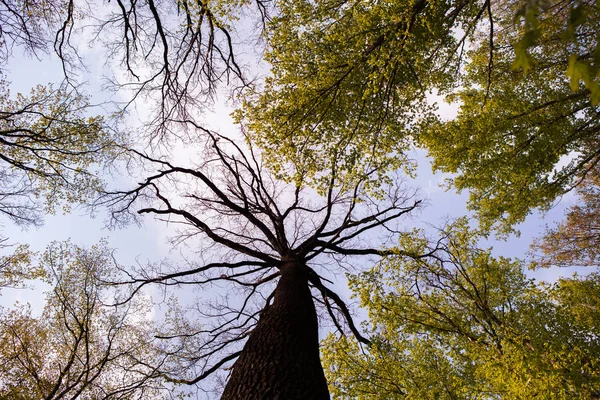 Bos Bomen Natuur Groen Hout Zonlicht Achtergronden Bodem Zicht Van — Stockfoto