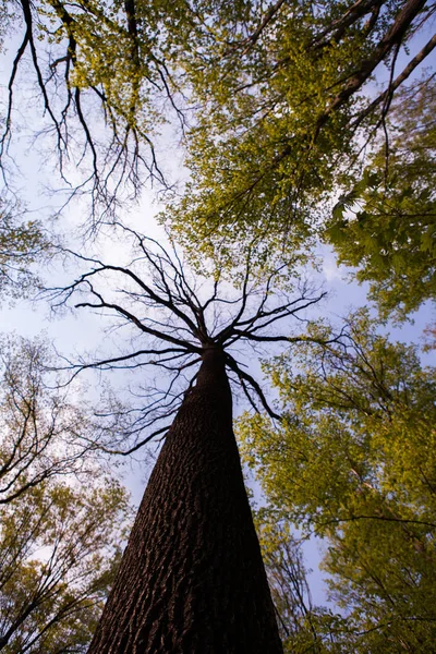 Bos Bomen Natuur Groen Hout Zonlicht Achtergronden Bodem Zicht Van — Stockfoto