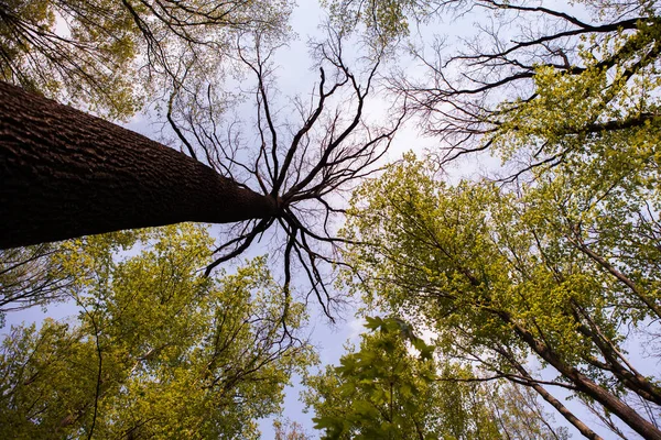 Bos Bomen Natuur Groen Hout Zonlicht Achtergronden Bodem Zicht Van — Stockfoto