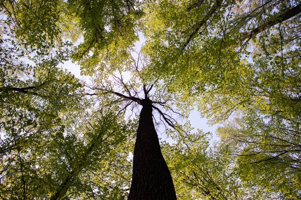 Bos Bomen Natuur Groen Hout Zonlicht Achtergronden Bodem Zicht Van — Stockfoto