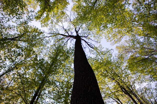 Bos Bomen Natuur Groen Hout Zonlicht Achtergronden Bodem Zicht Van — Stockfoto