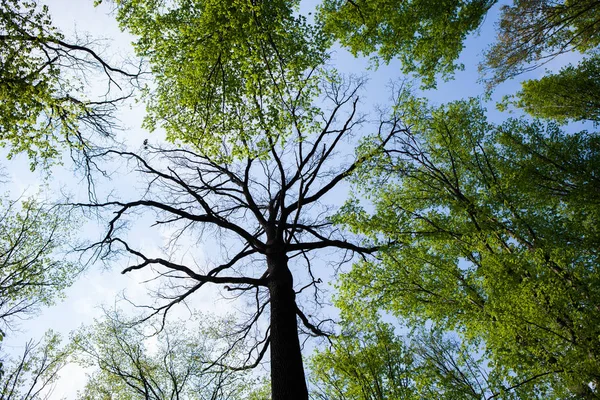 Bos Bomen Natuur Groen Hout Zonlicht Achtergronden Bodem Zicht Van — Stockfoto