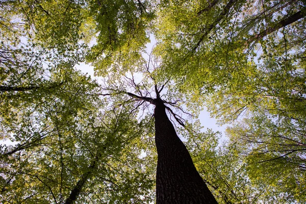 Bos Bomen Natuur Groen Hout Zonlicht Achtergronden Bodem Zicht Van — Stockfoto