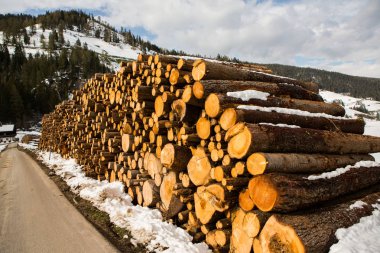 Ağaç kerestesi kes. Kesilmiş bir ağacın arka plan görüntüsü. Odun kütükleri yığını. Doğal ahşap arka plan.