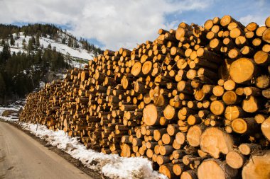 Ağaç kerestesi kes. Kesilmiş bir ağacın arka plan görüntüsü. Odun kütükleri yığını. Doğal ahşap arka plan.