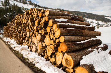 Ağaç kerestesi kes. Kesilmiş bir ağacın arka plan görüntüsü. Odun kütükleri yığını. Doğal ahşap arka plan.